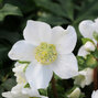 Helleborus 'mont blanc' - čemerica - 9250782 Helleborus 'Mont Blanc' 03