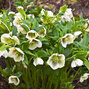 Helleborus 'white spotted' - čemerica k2l - 9251273 Helleborus 'White Spotted' 2L 01