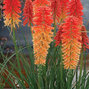 Kniphofia 'poco sunset'- fakľovka - 9251000 Kniphofia 'Poco Sunset' 01