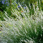 Lavandula 'alba' - levanduľa - Lavandula 'Alba'