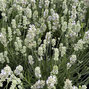 Lavandula 'arctic snow'- levanduľa - Lavandula 'Arctic Snow'