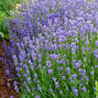 Lavandula 'dwarf blue' - levanduľa - Lavandula 'Dwarf Blue'