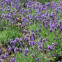 Lavandula 'lavici blue' - levanduľa - Lavandula Lavici Blue