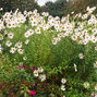 Leucanthemella serotina - králik - Leucanthemella serotina