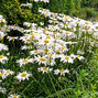 Leucanthemum 'silberprinzessche' - margaréta - Leucanthemum 'Silberprinzessche'