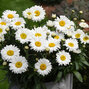 Leucanthemum 'sweet daisy jane' - margaréta - 9250866 Leucanthemum 'Sweet Daisy Jane' 01