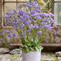 Limonium 'sinzii blue' - limonka - Limonium 'Sinzii Blue' 