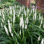 Liriope 'monroe white' - liriopa - Liriope 'Monroe White'