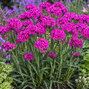 Lychnis 'cherry bubbles' - smolnička - Lychnis 'Cherry Bubbles' 