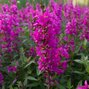 Lythrum 'zigeunerblut' - vrbovka k1l - 9251392 Lythrum salicaria 'Zigeunerblut' 02