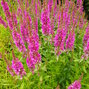 Lythrum 'zigeunerblut' - vrbovka k1l - 9251392 Lythrum salicaria 'Zigeunerblut' 03