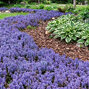 Ajuga 'chocolate chip' - zbehovec - Ajuga 'Chocolate Chip' 