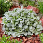 Ajuga 'princess elsa' - zbehovec - Ajuga 'Princess Elsa' 