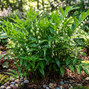 Disporopsis pernyi - kopolček - Disporopsis pernyi