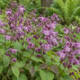 Epimedium 'lilafee' - krpčiarka - Epimedium 'Lilafee'