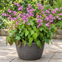 Epimedium 'lilafee' - krpčiarka - Epimedium 'Lilafee' 