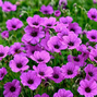 Geranium 'anne thomson' - pakost - Geranium 'Ann Thomson' - pakost 1