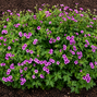 Geranium 'anne thomson' - pakost - Geranium 'Ann Thomson' - pakost 2