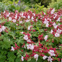 Geranium 'biokovo' - pakost - Geranium 'Biokovo'