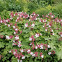 Geranium 'biokovo' - pakost - Geranium 'Biokovo' 