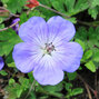 Geranium 'bloom me away' - pakost - Geranium 'Bloom Me Away'