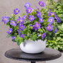 Geranium 'bloom me away' - pakost - Geranium 'Bloom Me Away' 2