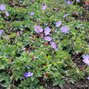 Geranium 'bloom me away' - pakost - Geranium 'Bloom Me Away'  1