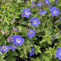 Geranium 'bloom me away' - pakost - Geranium 'Bloom Me Away'  2