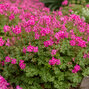 Geranium cant. 'intense' - pakost - Geranium × cantabrigiense 'Intense'