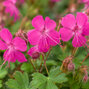 Geranium cant. 'intense' - pakost - Geranium × cantabrigiense 'Intense' 1