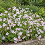 Geranium 'dreamland' - pakost - Geranium 'Dreamland' 