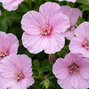 Geranium 'frivolius lilac' - pakost - Geranium 'Frivolius Lilac' 