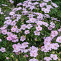 Geranium 'frivolius lilac' - pakost - Geranium 'Frivolius Lilac'  1