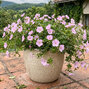 Geranium 'frivolius pink' - pakost - Geranium 'Frivolius Pink'