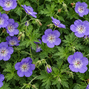 Geranium 'rozanne' - pakost - Geranium 'Rozanne'
