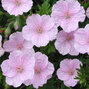 Geranium sanguineum 'apfelblüte' - pakost - Geranium sanguineum 'Apfelblüte'