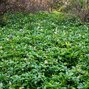 Pachysandra 'green carpet' - pachysandra - Pachysandra 'Green Carpet'