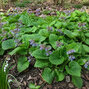 Trachystemon orientalis - Trachystemon orientalis