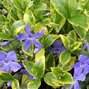 Vinca 'auroevariegata' - zimozeleň - 9250675 Vinca 'Auroevariegata' 01