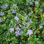 Vinca 'auroevariegata' - zimozeleň - 9250675 Vinca 'Auroevariegata' 02