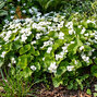 Viola 'royal wedding' - fialka - Viola 'Royal Wedding'