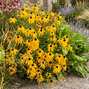 Rudbeckia ‘deamii' - rudbekia - Rudbeckia ‘Deamii'