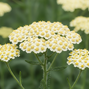 Achillea 'creme de la creme' - rebríček - Achillea Creme de la Creme