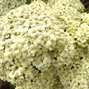 Achillea 'creme de la creme' - rebríček - achillea creme de la creme 1