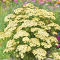 Achillea 'creme de la creme' - rebríček - achillea creme de la creme 2