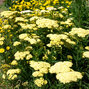 Achillea 'hella glashof' - rebríček - Achillea 'Hella Glashof'