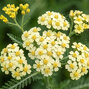 Achillea 'king edward' - rebríček - Achillea 'King Edward'