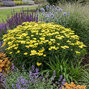 Achillea 'sassy summer lemon' - rebríček - Achillea 'Sassy Summer Lemon'