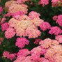 Achillea 'sassy summer taffy' - rebríček - Achillea 'Sassy Summer Taffy'