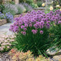 Allium 'millenium' - cesnak - Allium 'Millenium' 